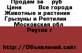 Продам за 50 руб. › Цена ­ 50 - Все города Животные и растения » Грызуны и Рептилии   . Московская обл.,Реутов г.